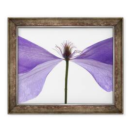 Tablou inramat - Julia McLemore - Clematis Float, 2009 - - Roveli