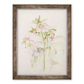Tablou inramat - Alison Cooper - Hellebores - - Roveli