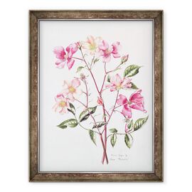 Tablou inramat - Alison Cooper - Rosa Mutabilis - - Roveli