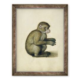 Tablou inramat - Albrecht Durer - O maimuta - - Roveli