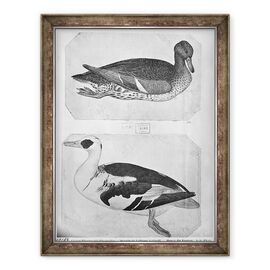 Tablou inramat - Antonio Pisanello - Ducks, de pe albumul Vallardi stilou - - Roveli