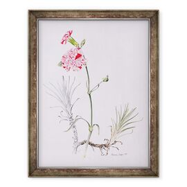 Tablou inramat - Alison Cooper - Varietate veche de Dianthus - - Roveli