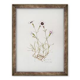 Tablou inramat - Alison Cooper - Dianthus Argus - - Roveli