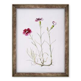 Tablou inramat - Alison Cooper - Dianthus Speranta - - Roveli