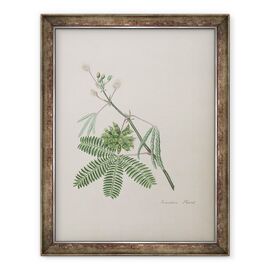 Tablou inramat - scoala engleza - Planta sensibila, ilustrare dintr-un Album de poezii, desene de grafit si acuarela - - Roveli