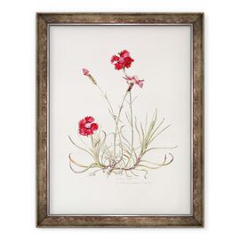 Tablou inramat - Alison Cooper - Mantaua lui Dianthus Cezar - - Roveli