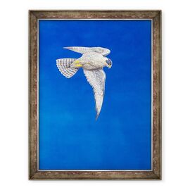 Tablou inramat - Tim Hayward - soimul Peregrine - - Roveli