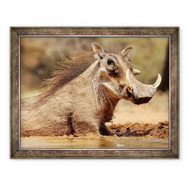 Tablou inramat - Eric Meyer - Warthog, Muntele Etjo Namibia - - Roveli