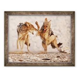 Tablou inramat - Eric Meyer - sacali sparring, Etosha, 2018 - - Roveli