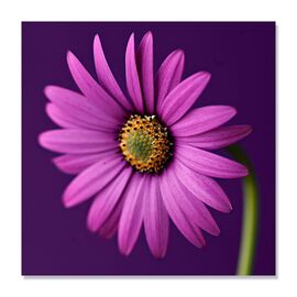Tablou Canvas - Floare, Mov, Gherbera, Marime: 60 x 60 cm - - Roveli