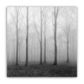 Tablou Canvas - Monochrom, Ceata, Padure, Marime: 60 x 60 cm - - Roveli
