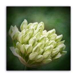 Tablou Canvas - Floral, Lalele, Buchet - - Roveli