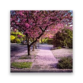 Tablou Canvas - Strada, Flori de Cirese, Copaci - - Roveli