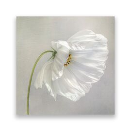 Tablou Canvas - Floral, Flori de maci, Pictura, Alb - - Roveli