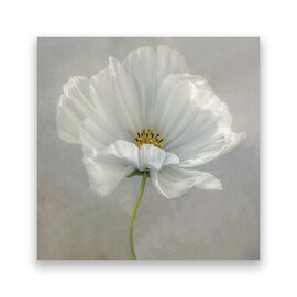Tablou Canvas - Floral, Flori, Flori de maci, Pictura, Alb - - Roveli