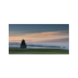 Tablou Canvas - Peisaj, Ceata, Brad, Rasarit, Pasari, Natura, Dimineata, Marime: 50 x 100 cm - - Roveli