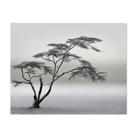 Tablou Canvas - Arbore, Copac, Ceata, Natura, Peisaj, Alb/Negru - - Roveli