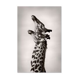 Tablou Canvas -  Girafe, Africa, Pereche - - Roveli