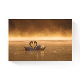 Tablou Canvas -  Lebede, Lac, Pereche - - Roveli