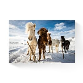 Tablou Canvas -  Ponei, Zapada, Cer, Albastru - - Roveli