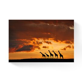 Tablou Canvas -  Girafe, Familie, Soare, Apus - - Roveli