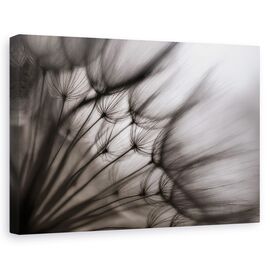 Tablou canvas - Flori, Abstracte, Atmosfera, Bland - - Roveli