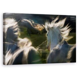 Tablou Canvas - Esata Equina, Cal, Galop, Actiune, Lumina - - Roveli