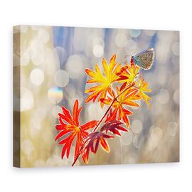 Tablou Canvas - Momente Septembrie, Fluture, Insecta, Rosu, Toamna - - Roveli