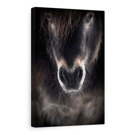 Tablou Canvas - Ulise, Cal, Animale, Coama, Animale, Animal De Casa - - Roveli