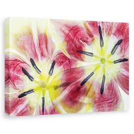 Tablou canvas - Lalele, Natura moarta, Petale, Flori, Rosu - - Roveli
