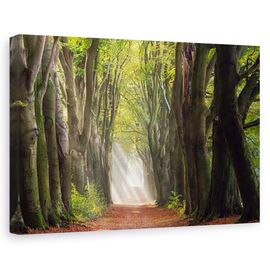 Tablou canvas - O zi glorioasa, Peisaj, Padure, Copaci, Ceata, Marime: 80 x 120 cm - - Roveli
