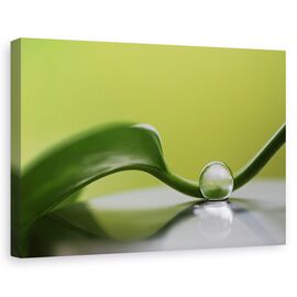 Tablou canvas - Armonie verde, Natura moarta, Frunza, Verde, Reflectie - - Roveli