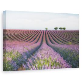 Tablou canvas - Catifea mov, Lavanda catifelata, Peisaj, Flori, Camp, Violet, Marime: 80 x 120 cm - - Roveli