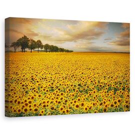 Tablou canvas - Floarea soarelui, Peisaj, Marime: 80 x 120 cm - - Roveli