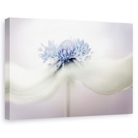Tablou canvas - Anemone, Natura moarta, Flori, Mov - - Roveli