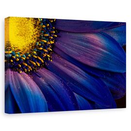 Tablou canvas - Raze albastre, Flori, Islanda, Violet, Petala, Marime: 80 x 120 cm - - Roveli