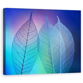 Tablou Canvas - Frunze Prismatice, Macro, Linii, Culori, Delicat, Albastru, Elegant, Marime: 60 x 75 cm - - Roveli