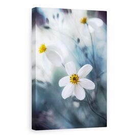 Tablou Canvas - Cosmosul, Macro, Vara, Cosmos, Delicat, Delicate, Marime: 80 x 120 cm - - Roveli