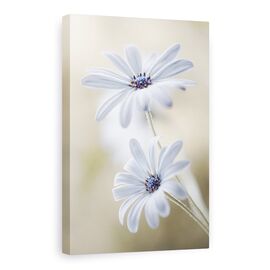Tablou Canvas - Margarete De Pelerina, Flori, Bokeh, Macro, Delicat, Alb, Marime: 80 x 120 cm - - Roveli
