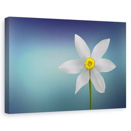 Tablou canvas - Floria Paradisului, Natura moarta, Turcoaz, Simplitate, Minimalism - - Roveli
