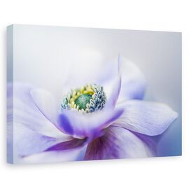 Tablou canvas - Anemone De Caen, Flori, Gradina, Marime: 80 x 120 cm - - Roveli