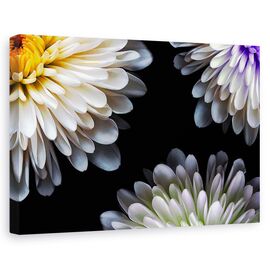 Tablou canvas - Triada, Natura moarta, Petale, Geometrie, Simplitate - - Roveli