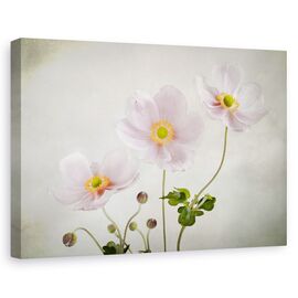 Tablou canvas - Anemone, Natura moarta, Textura, Petale - - Roveli