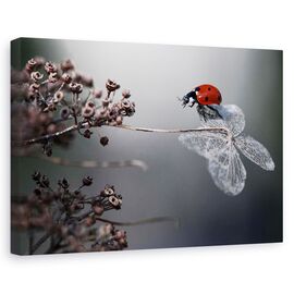 Tablou canvas - Buburuza pe hortensie, Flori, Insecte, Rosu, Toamna, Marime: 80 x 120 cm - - Roveli