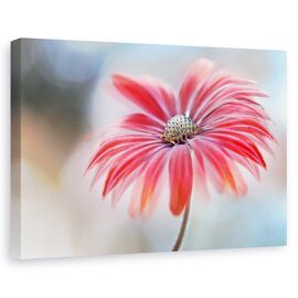 Tablou canvas - Margareta rosie, Flori, Frumusete, Planta, Marime: 80 x 120 cm - - Roveli
