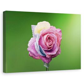 Tablou canvas - Trandafir colorat, Flori, Roz, Roua, Petale, Marime: 80 x 120 cm - - Roveli