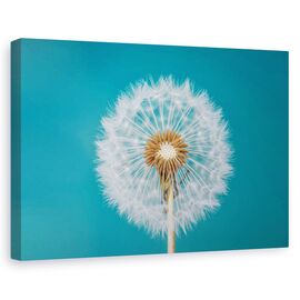 Tablou canvas - Papadie, Flori, Fragilitate, Turcoaz, Marime: 80 x 120 cm - - Roveli