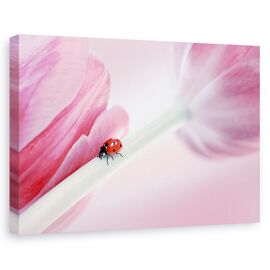 Tablou canvas - Buburuza, Flori, Roz, Lalea, Marime: 80 x 120 cm - - Roveli