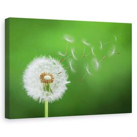 Tablou canvas - Puf de papadie, Suflare, Delicat, Flori, Marime: 80 x 120 cm - - Roveli