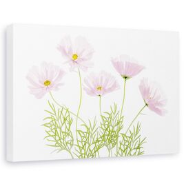 Tablou canvas - Flori roz, Natura moarta, Cosmos, Gradina - - Roveli